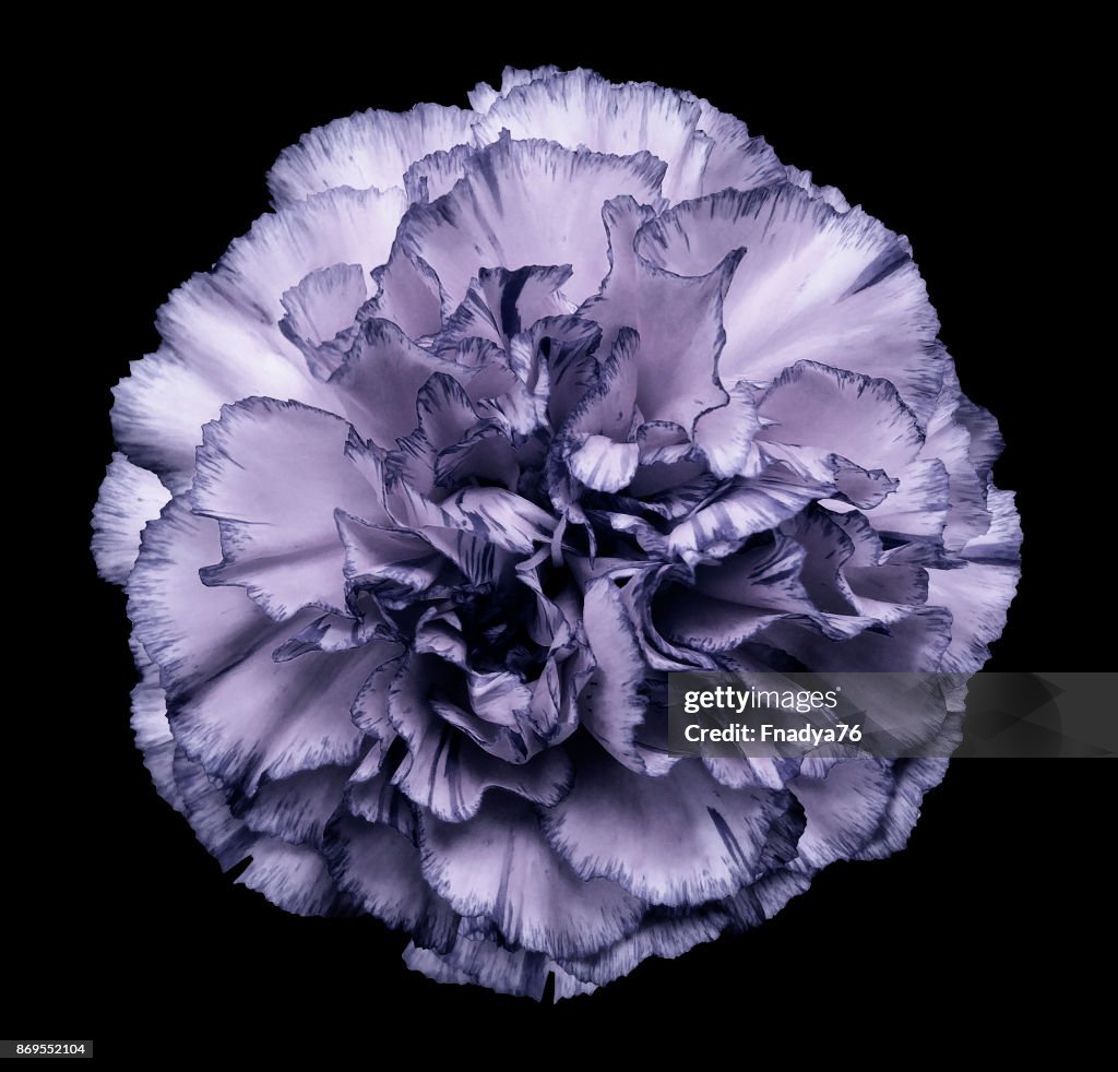 Clavel De Flor Violetablanco Sobre El Negro Fondo Aislado Con Trazado De Recorte Closeup Sin Sombras Para El Diseño Naturaleza Foto de stock - Getty Images Clavel De Flor Violetablanco Sobre El Negro Fondo Aislado Con Trazado De Recorte Closeup Sin Sombras Para El Diseño Naturaleza Foto de stock - Getty Images