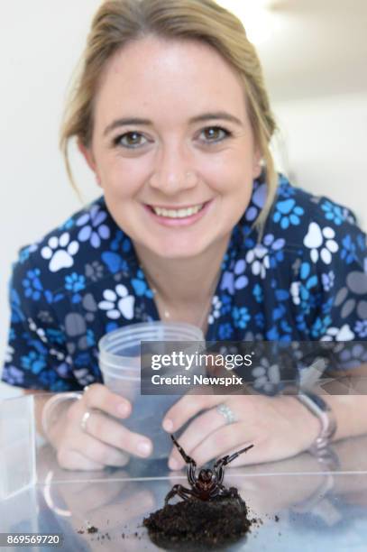 Dominique Both with a funnel web spider that was recently handed in to the Mona Vale Vet Clinic in Sydney, New South Wales. Kane Christensen, from...