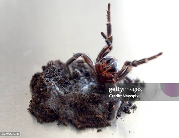 Funnel web spider that was recently handed in to the Mona Vale Vet Clinic in Sydney, New South Wales. Kane Christensen, from the Australian Reptile...