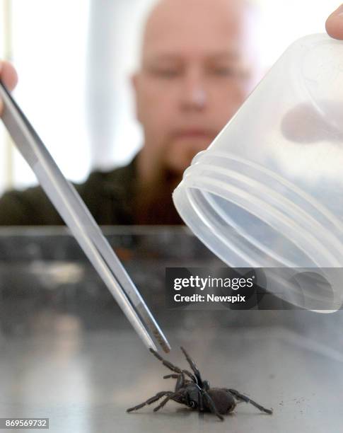 Kane Christensen with a funnel web spider that was recently handed in to the Mona Vale Vet Clinic in Sydney, New South Wales. Kane Christensen, from...