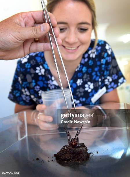 Dominique Both with a funnel web spider that was recently handed in to the Mona Vale Vet Clinic in Sydney, New South Wales. Kane Christensen, from...