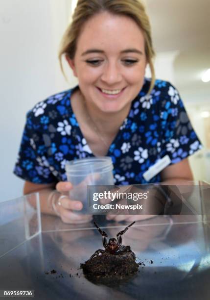 Dominique Both with a funnel web spider that was recently handed in to the Mona Vale Vet Clinic in Sydney, New South Wales. Kane Christensen, from...