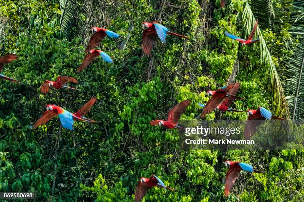 scarlet macaw - espèces en danger photos et images de collection