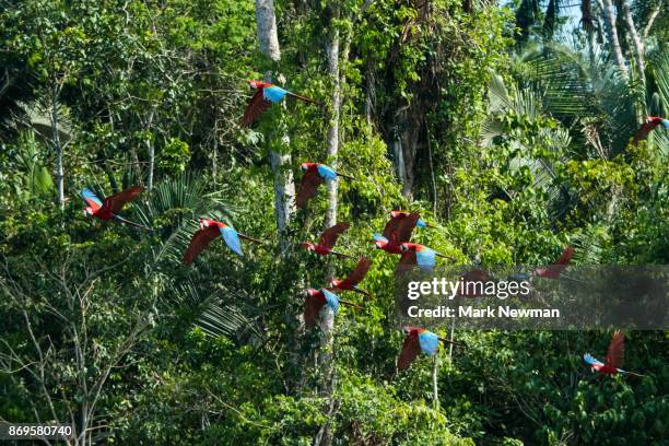 scarlet macaw - scarlet macaw stock-fotos und bilder
