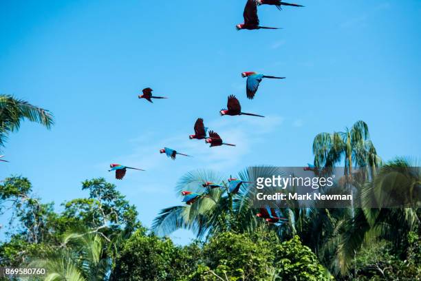 scarlet macaw - threatened species stock-fotos und bilder