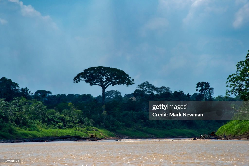 Jungle in Amazon Basin