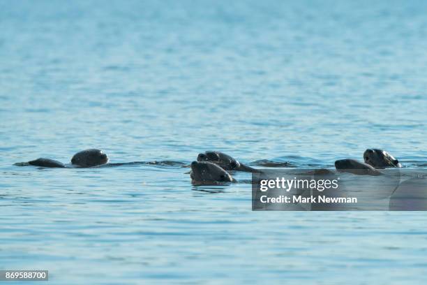 giant river otter at lake sandoval - linda sandoval - fotografias e filmes do acervo