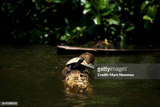 turtle on lake sandoval - linda sandoval - fotografias e filmes do acervo