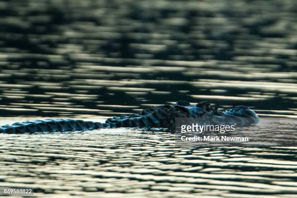 black caiman - black caiman stock pictures, royalty-free photos & images