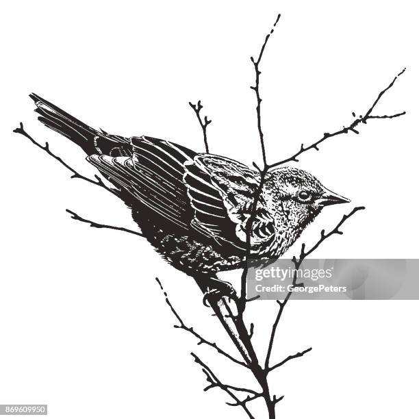 mezzotint silhouette illustration of a female red-winged blackbird - twig stock illustrations