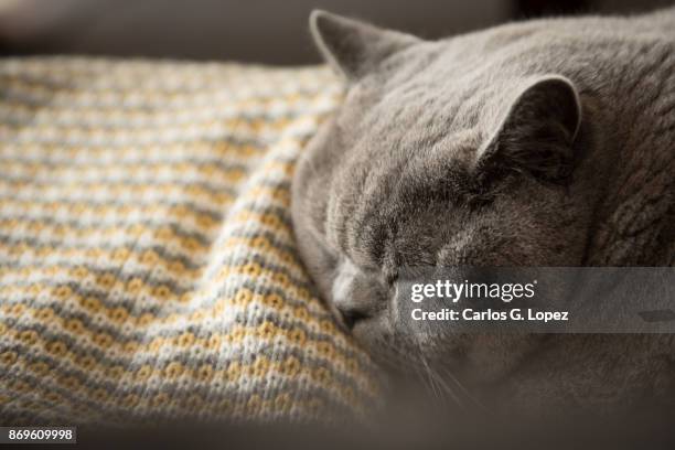 british short hair cat sleeping on blanket on couch - midlothian scotland stock pictures, royalty-free photos & images