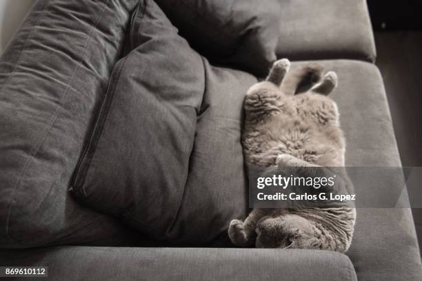 british short hair cat sleeps like a baby on couch like a baby - midlothian scotland stock pictures, royalty-free photos & images