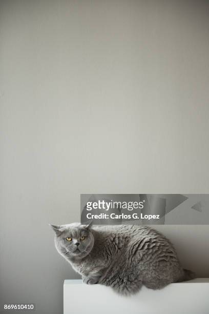 british short hair cat sitting on edge of bed head board looking at camera - short hair photos et images de collection