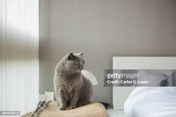 british short hair cat sitting on rug near white bed and blinds - short hair photos et images de collection