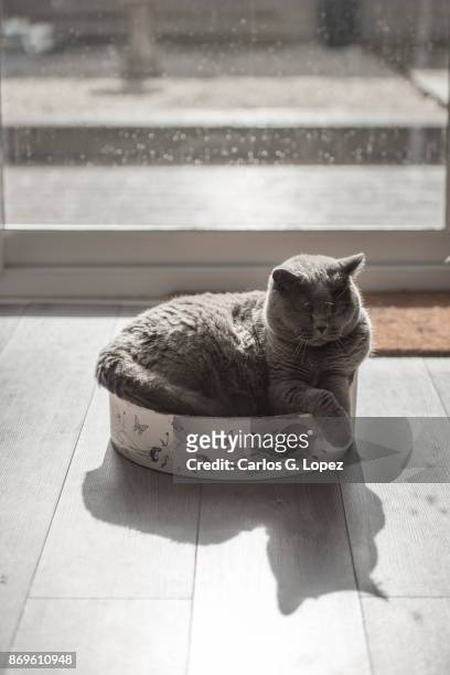 british short hair cat curled up on round cat bed in the sun - midlothian scotland stock pictures, royalty-free photos & images