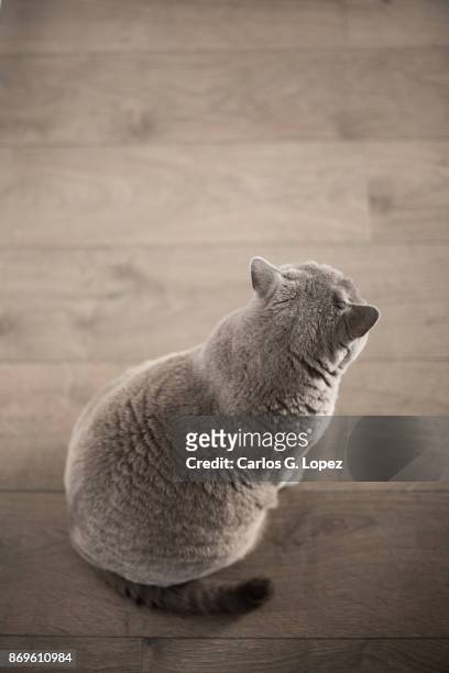 british short hair cat sitting on wooden floor looking away - midlothian scotland stock pictures, royalty-free photos & images