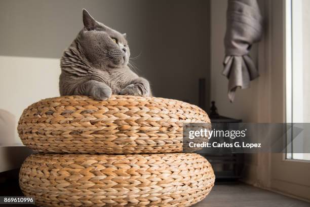 british short hair cat lying on round wicker stool looking away - midlothian scotland stock pictures, royalty-free photos & images