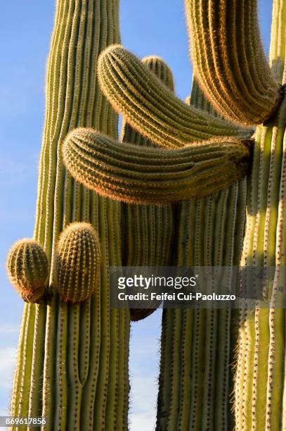 cactus at saguaro national park, arizna, usa - saguaro cactus stock pictures, royalty-free photos & images
