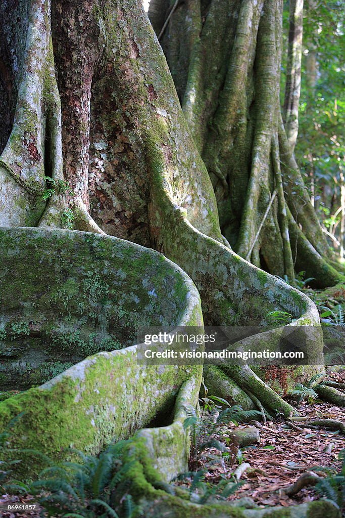 Buttressed Roots Rainforest Plant Buttress Root Buttress Roots Of A Kapok Tree,