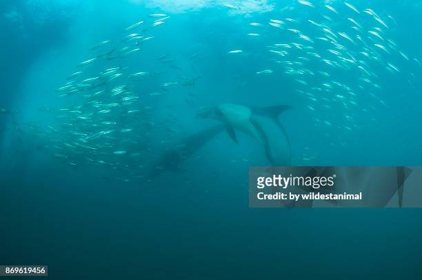 common dolphins attacking a sardine bait ball during the sardine run, wild coast, south africa. - bola de cebo fotografías e imágenes de stock