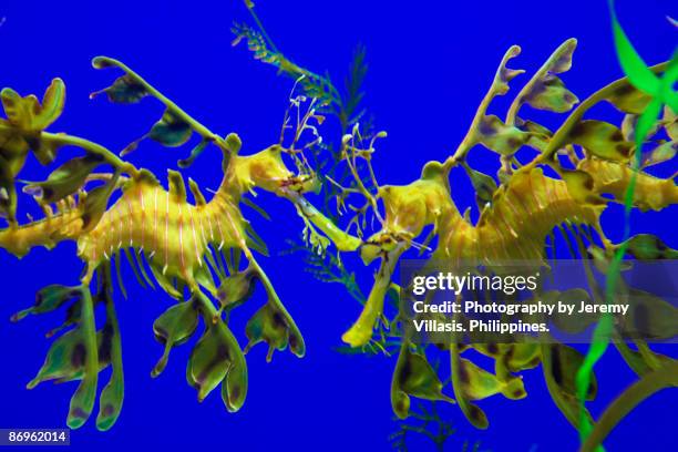 leafy sea dragons - sea dragon stock pictures, royalty-free photos & images