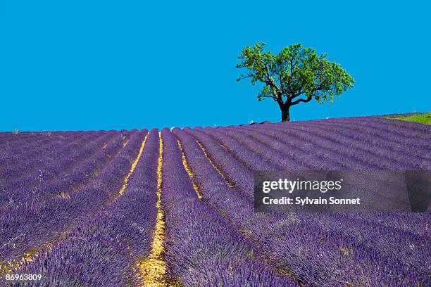 lavender field in provence, france - alpes de haute provence ストックフォトと画像