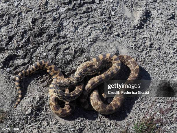 Parascoping Snakes 93 Mating Snakes Stock Photos, High-Res Pictures, and Images - Getty Images