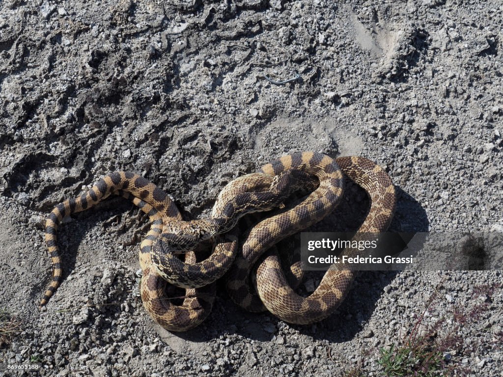 Bullsnakes Mating, Yellowstone National Park
