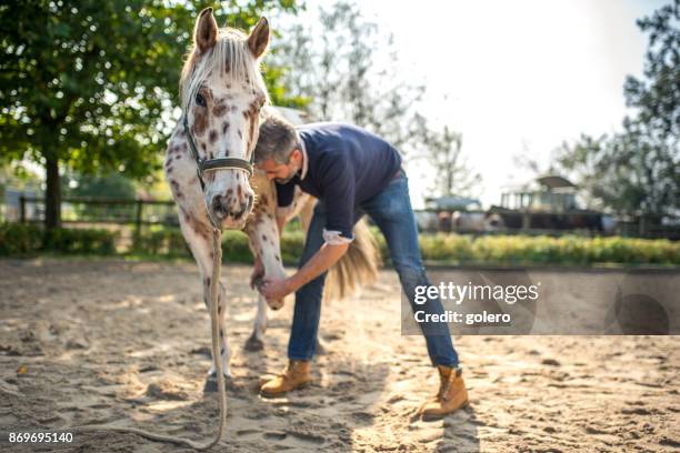 barbudo veterinario examinar knappstrupper caballo - caballo familia del caballo fotografías e imágenes de stock