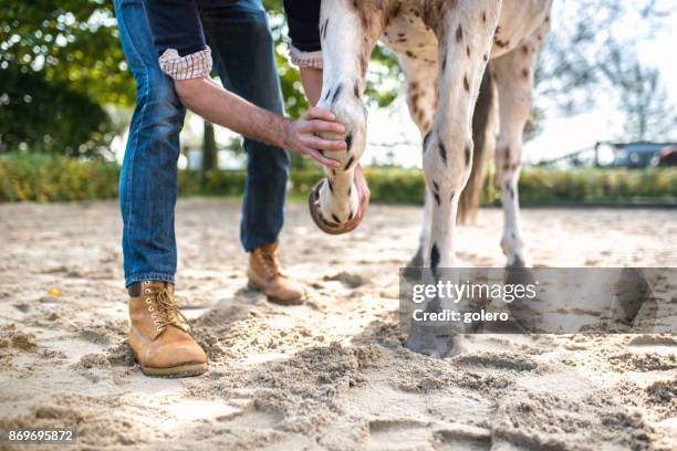 veterinarian checking leg of spotted horse - hoof stock pictures, royalty-free photos & images