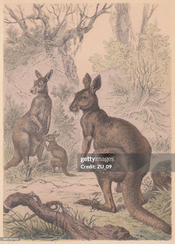 Kangaroos, hand-colored lithograph, published in 1887