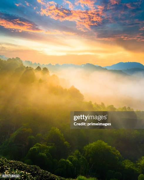 panoramic view sunrise and mist on mountain view at the north of thailand - mountain peak sunrise stock pictures, royalty-free photos & images