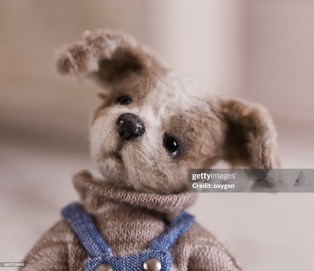 Portrait of small toy dog