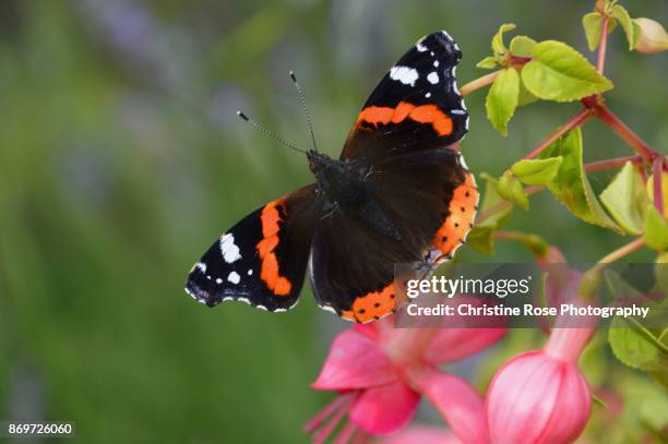 the admiral and the fuschia - vanessa atalanta stock pictures, royalty-free photos & images