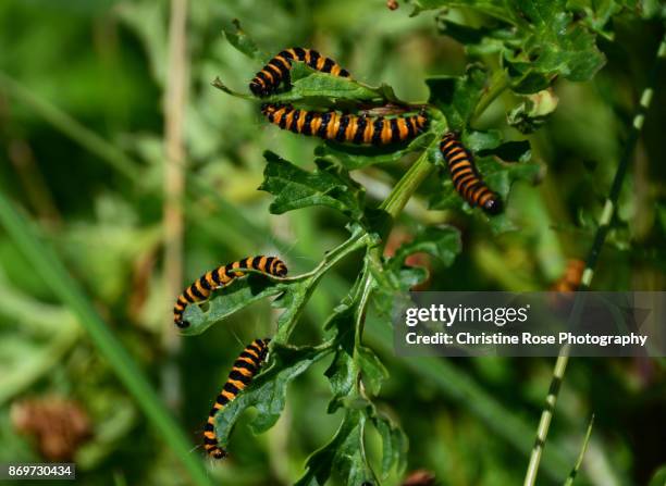 cinnabar tree - ragwort stock pictures, royalty-free photos & images