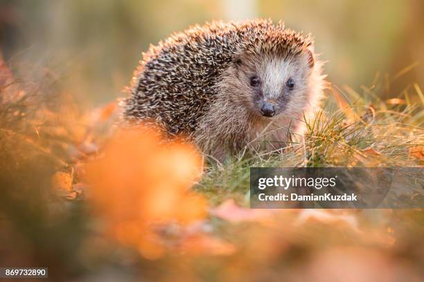 european hedgehog - hedgehog stock pictures, royalty-free photos & images