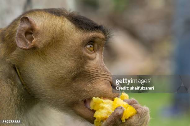 domestic macaque monkey eating a star fruit in kota baharu, malaysia - ape eating banana stock pictures, royalty-free photos & images