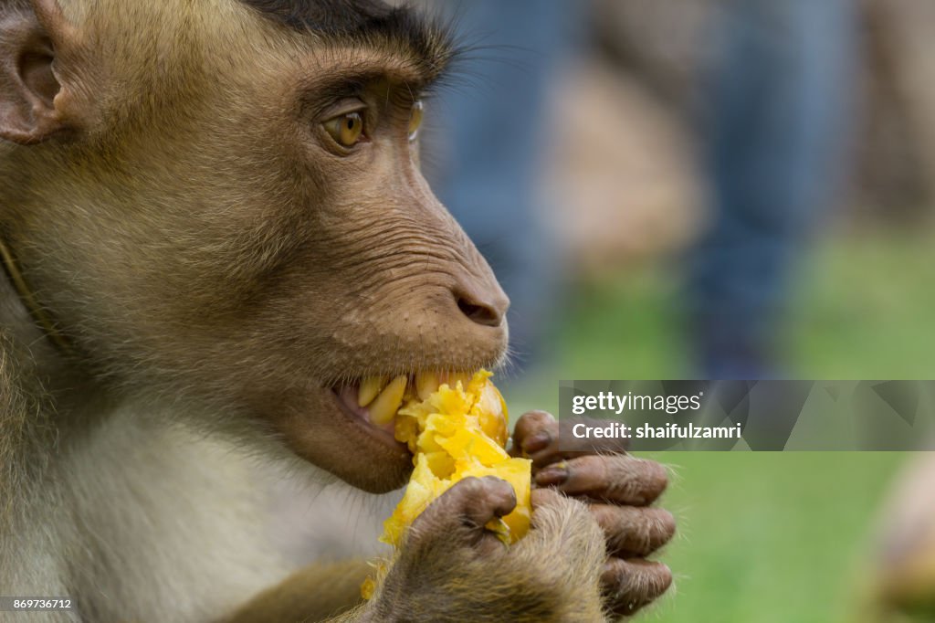 Domestic macaque monkey eating a star fruit in Kota Baharu, Malaysia