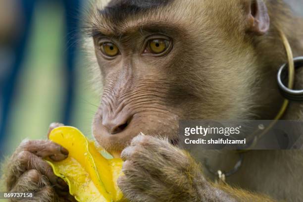 domestic macaque monkey eating a star fruit in kota baharu, malaysia - ape eating banana stock pictures, royalty-free photos & images