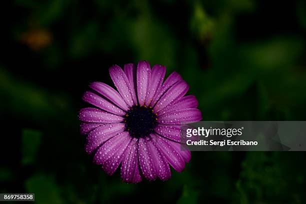 macro view of a dimorphotheca ecklonis (african daisy) - dimorphotheca stock pictures, royalty-free photos & images