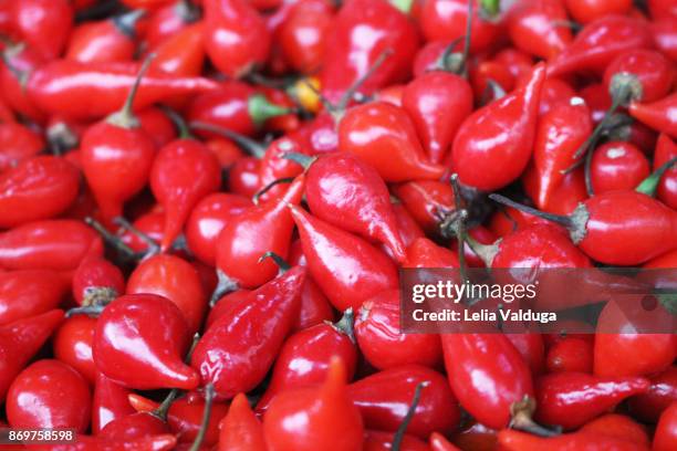 little-beak peppers - southern brazil stock pictures, royalty-free photos & images