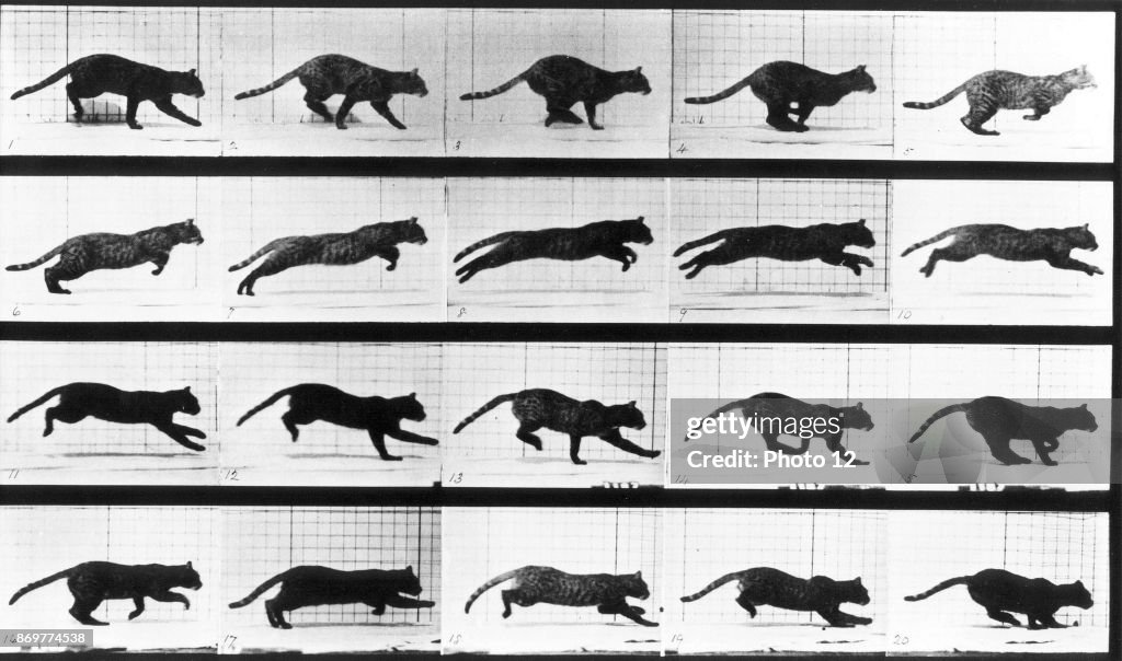 A cat running. Photogravure by Eadweard Muybridge, 1887. News Photo - Getty Images A cat running. Photogravure by Eadweard Muybridge, 1887. News Photo - Getty Images