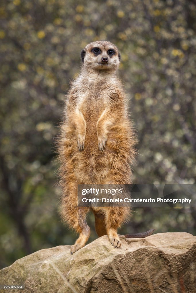 Mircat Standing Meerkat High-Res Stock Photo - Getty Images