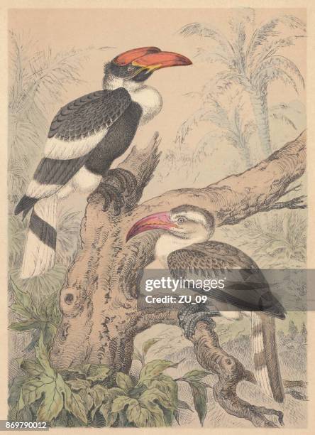 hornbills (bucerotidae), hand-colored lithograph, published in 1887 - hornbill stock illustrations