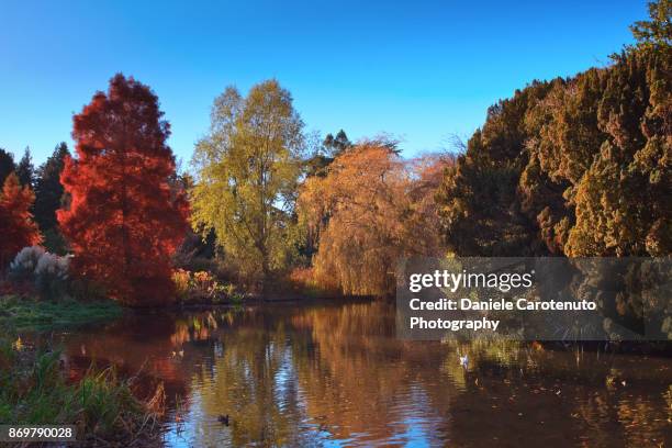 colors of the fall - daniele carotenuto 個照片及圖片檔