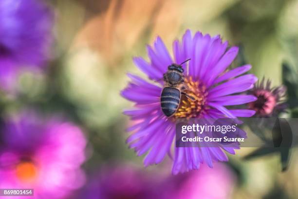 abeja en flor - abeja stock pictures, royalty-free photos & images