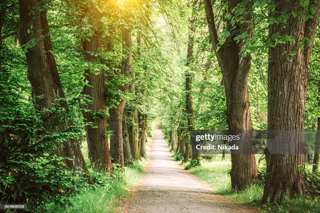 Baum gesäumter Pfad