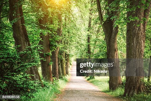 Baum gesäumter Pfad Baum gesäumter Pfad