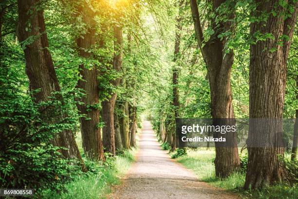 tree lined path - path into forest stock pictures, royalty-free photos & images