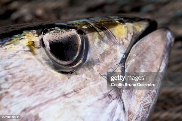 close-up portrait of yellowfin tuna head - yellowfin tuna stock pictures, royalty-free photos & images